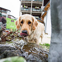 Ortners Eschenhof Urlaub mit Hund