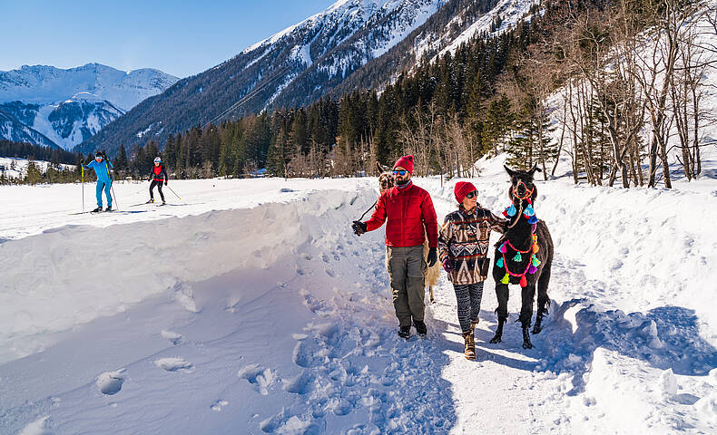 Lama Wanderung im Winter im Nationalpark Hohe Tauern